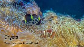  Presentation with accounting financial bank banking account - Presentation theme with host family - clownfish in coral bank background and a coral colored foreground