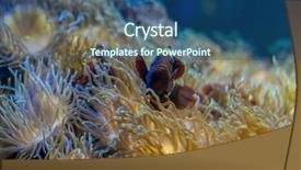  Presentation with accounting financial bank banking account - Cool new presentation design with host family - clownfish in coral bank backdrop and a ocean colored foreground