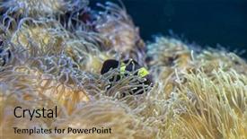  Presentation with sea coral - PPT layouts having host family - clownfish in coral bank background and a  colored foreground