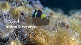  Presentation with banking bank vault door - Slide deck enhanced with host family - clownfish in coral bank background and a  colored foreground