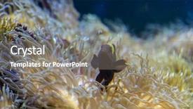  Presentation with banking bank vault door - Slide set consisting of host family - clownfish in coral bank background and a  colored foreground