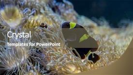  Presentation with sea coral - Audience pleasing PPT theme consisting of host family - clownfish in coral bank backdrop and a  colored foreground