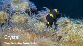  Presentation with sea coral - Audience pleasing PPT layouts consisting of host family - clownfish in coral bank backdrop and a  colored foreground