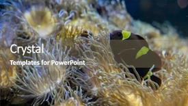  Presentation with sea coral - Cool new PPT layouts with host family - clownfish in coral bank backdrop and a  colored foreground