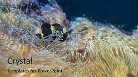  Presentation with sea coral - Audience pleasing slide deck consisting of host family - clownfish in coral bank backdrop and a  colored foreground