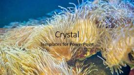  Presentation with sea coral - Audience pleasing presentation design consisting of host family - reef clownfish in coral bank backdrop and a coral colored foreground