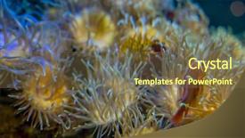  Presentation with sea coral - Presentation design enhanced with host family - reefs clownfish in coral bank background and a tawny brown colored foreground
