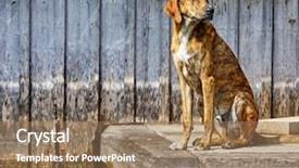  Presentation with sad - Presentation featuring host family - sad dog sitting at wooden background and a coral colored foreground