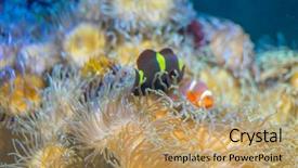  Presentation with sea coral - Beautiful presentation design featuring host family - travel clownfish in coral bank backdrop and a coral colored foreground