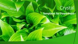  Presentation with water drops - Presentation design with hosta-big-green-leaves background and a forest green colored foreground