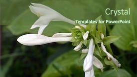 Presentation with bloom - Theme enhanced with hosta bloom background and a tawny brown colored foreground
