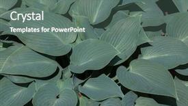  Presentation with plant - Slides with hosta hosta sieboldiana evergreen plant background and a gray colored foreground