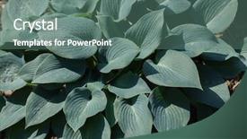  Presentation with plant - PPT theme with hosta hosta sieboldiana evergreen plant background and a ocean colored foreground