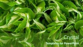  Presentation with spring - Slide deck having hosta-in-the-spring-garden background and a forest green colored foreground