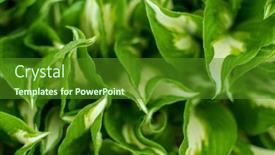  Presentation with spring - PPT layouts consisting of hosta-in-the-spring-garden background and a forest green colored foreground