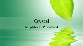  Presentation with water leaf - Cool new presentation design with flora fauna artwork - hosta leaf with reflection backdrop and a mint green colored foreground