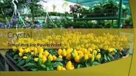  Presentation with chili - Theme featuring hot-chili-peppers-in-pots background and a gold colored foreground