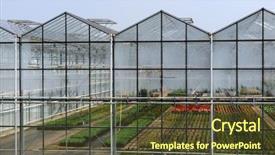  Presentation with paper quilling colorful paper flowers - Audience pleasing PPT theme consisting of hot house - greenhouse with colorful flowers backdrop and a  colored foreground