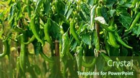  Presentation with peppers - PPT theme featuring hot-peppers-in-the-garden background and a tawny brown colored foreground
