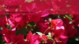  Presentation with pink flowers - Presentation theme having hot pink bougainvillea flowers background background and a crimson colored foreground