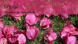  Presentation with bougainvillea - Cool new PPT layouts with hot pink bougainvillea flowers backdrop and a red colored foreground