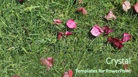  Presentation with bougainvillea - Theme enhanced with hot pink bougainvillea flowers background and a tawny brown colored foreground