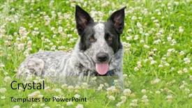  Presentation with black clover - Amazing presentation theme having hot spots - black and white texas heeler backdrop and a yellow colored foreground