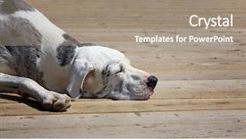  Presentation with space - PPT layouts consisting of hot spots - great dane snoozing background and a coral colored foreground