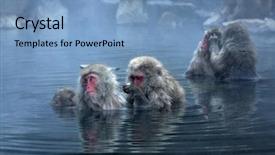  Presentation with monkey - Slides featuring hot springs - snow monkey at jigokudani near background and a teal colored foreground