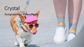  Presentation with leash - Cool new presentation design with hot summer day walk backdrop and a light gray colored foreground