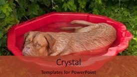  Presentation with summer sun - Cool new PPT theme with hot sun - dog in a small pool backdrop and a red colored foreground