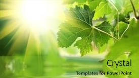  Presentation with fresh water - Slides consisting of hot sun - fresh green leaves over water background and a yellow colored foreground