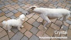  Presentation with greyhound - Presentation theme featuring hound greyhound and maltese bichon background and a  colored foreground