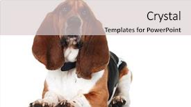  Presentation with basset hound - PPT theme with hound lying down on whit background and a light gray colored foreground
