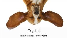  Presentation with basset hound - Cool new slides with hound upside down with ear backdrop and a white colored foreground