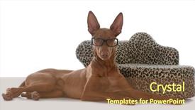  Presentation with smart - Beautiful presentation theme featuring hound wearing glasses laying beside backdrop and a tawny brown colored foreground