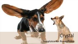  Presentation with basset hound - PPT theme consisting of hound yawning with big ear background and a coral colored foreground