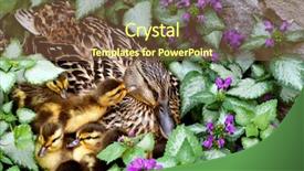  Presentation with flowers - PPT layouts with mother hen - adorable newly hatched mallard ducklings background and a coral colored foreground