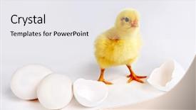  Presentation with easter bunny yellow spring flower - PPT theme consisting of hours old two closed egg background and a white colored foreground