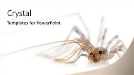  Presentation with white house - Theme consisting of house centipede scutigera coleoptrata background and a white colored foreground