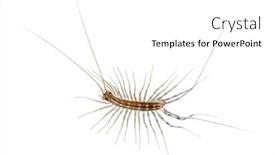  Presentation with white house - Audience pleasing slides consisting of house centipede scutigera coleoptrata backdrop and a white colored foreground