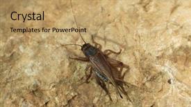  Presentation with cricket - Amazing slide set having house cricket acheta domestica wild life animal backdrop and a coral colored foreground