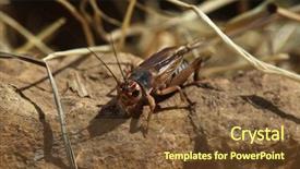  Presentation with cricket - Theme having house cricket acheta domestica wild life animal background and a tawny brown colored foreground