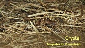  Presentation with cricket - PPT theme having house cricket acheta domestica wild life animal background and a tawny brown colored foreground