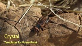  Presentation with cricket - PPT layouts featuring house cricket acheta domestica wild life animal background and a tawny brown colored foreground
