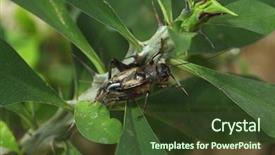  Presentation with cricket - PPT theme featuring house cricket acheta domestica wild life animal background and a tawny brown colored foreground