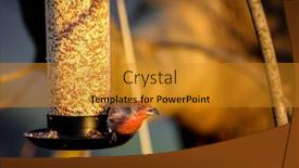  Presentation with eating - Cool new theme with house-finch-or-haemaorhous-mexicanus backdrop and a gold colored foreground