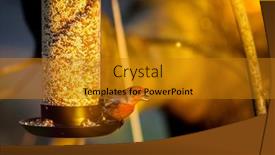  Presentation with eating - PPT theme having house-finch-or-haemaorhous-mexicanus background and a gold colored foreground