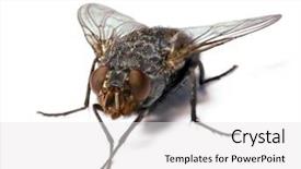  Presentation with fly - Presentation theme with  background and a  colored foreground