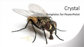  Presentation with fly - Beautiful slide set featuring house fly insect - dirty common housefly eating musca backdrop and a white colored foreground